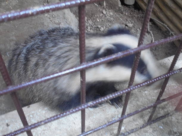Close-up of a European badger moving quickly behind rusty metal bars in a dirt-floored enclosure. The head and facial stripes are blurred by motion in soft daylight.