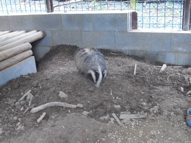 A European badger with black and white facial stripes sniffs loose soil inside a fenced pen. Concrete block walls, wire mesh, and a wooden shelter frame the enclosure in soft daylight.