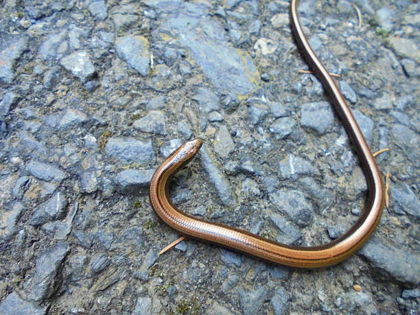 Slow worm Anguis fragilis on asphalt road in summer daylight