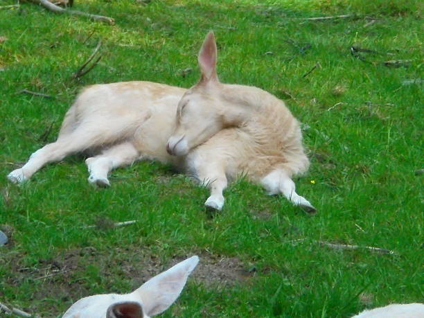 Close-up of a pale white fallow deer fawn resting on green grass in a temperate meadow. The young cervid lies curled with its head tucked to the side under soft daylight, surrounded by short turf.