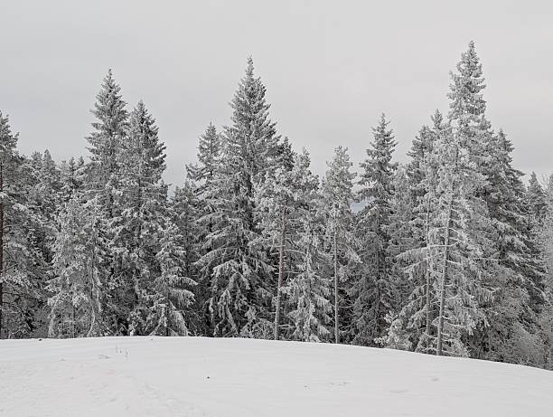 Horizontal winter wallpaper scenery greeting card snow scandinavian forest copyspace landscape trees pine spruce fir evergreen woodland nature December January February Christmas New Year icy snowfall