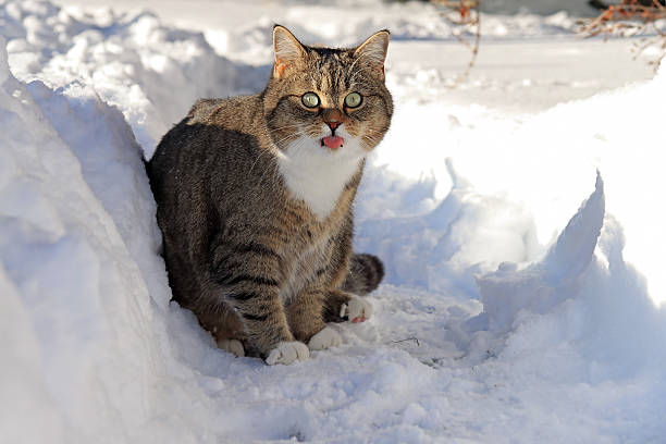 A cute fat cat in the snow licks its mouth expectantly