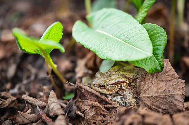 One common toad hiding under leaf in the forest outdoors in spring. Bufo bufo in Switzerland.