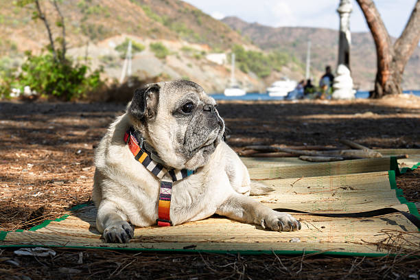 Puk Pukster, the pug, looking quite innocent after chewing on dress shoes.