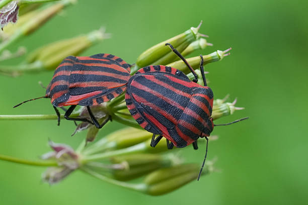 Close-up captures a red and black striped bug on a green stem. Focus on the insect's intricate pattern. Showcase natural beauty, detailed focus, and macro nature shot