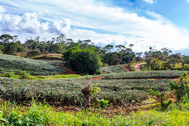 Scenery view of a pineapple plantations in Costa Rica in day time
