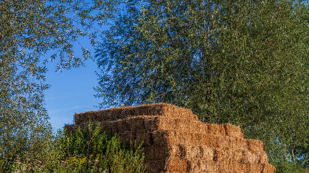 Farm scene with stacked hay bales and green plants.