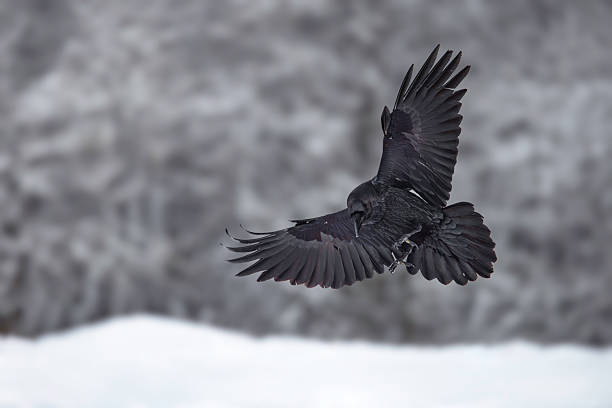 Black Raven In Flight Over Snowy Mountains Against a Blue Sky