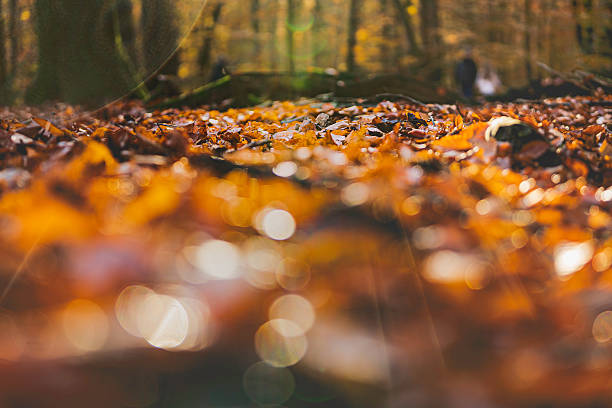 Low-angle shot of a forest floor covered in fallen autumn leaves, with blurred figures of people walking in the background.