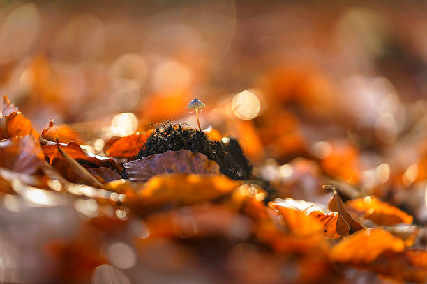 Mushroom sprouts from a small mound of dark soil, surrounded by a carpet of fallen autumn leaves in warm, golden light.