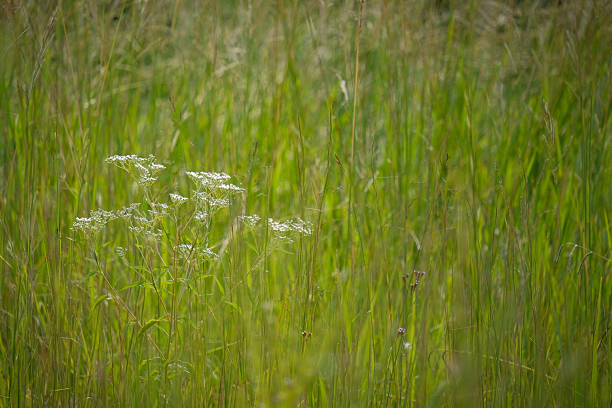 Queen anne's lace growing amid long grass in warm, diffuse light