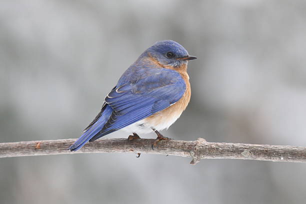 Eastern Bluebird perching on a tree branch in winter