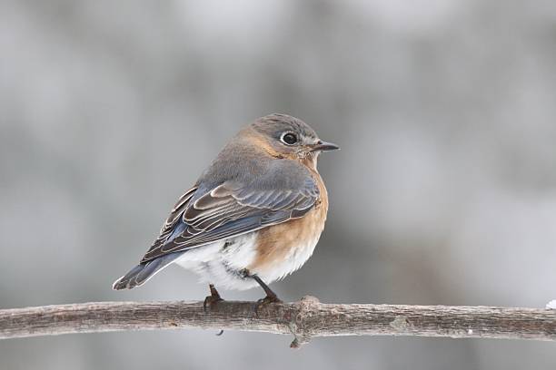 Eastern Bluebird perching on a tree branch in winter
