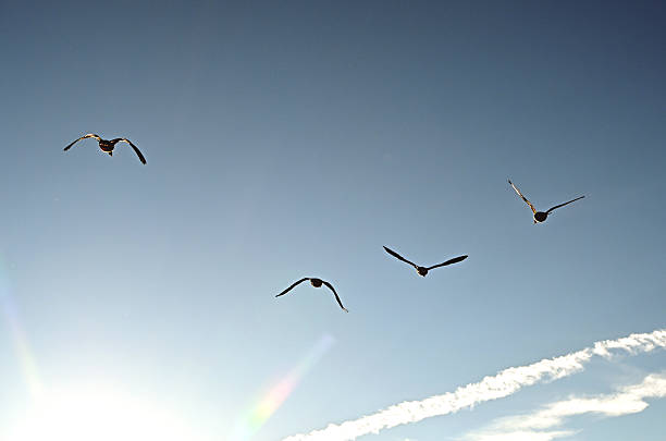 Canada geese flying into the sun and contrails.