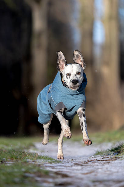 A Dalmatian lowers its head as it walks across a field, surrounded by greenery and soft evening light. The candid posture highlights natural canine behavior and adds authenticity to the rural outdoor setting.