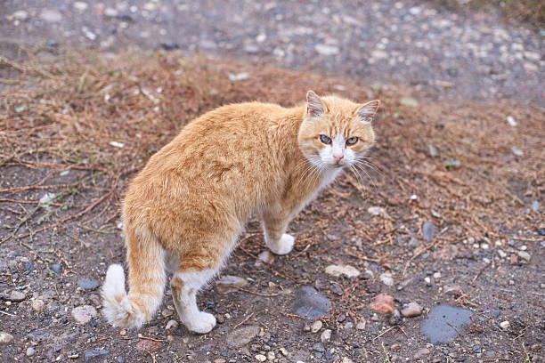 one big fluffy spotted stray cat stands on the gray ground near a puddle on the street