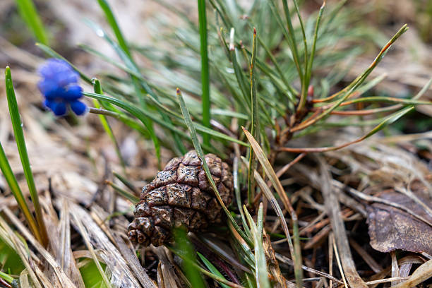 A close-up of a pine cone surrounded by dry grass and vivid green foliage, with a small blue flower in bloom, capturing the essence of spring in the forest floor.
