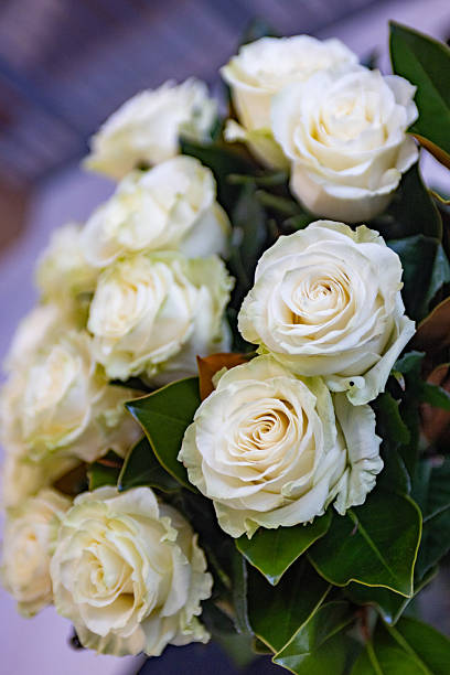 White roses flowers in darkness