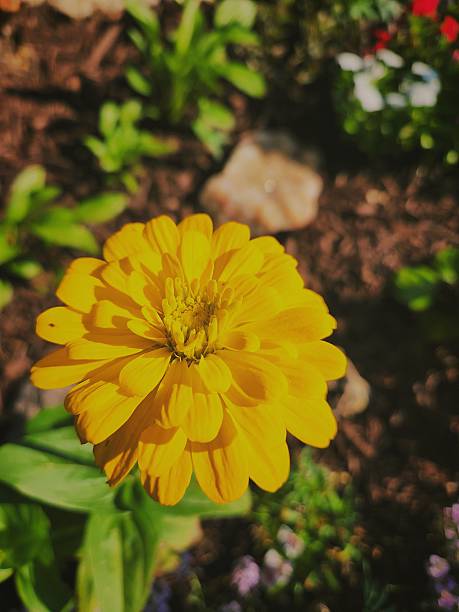 A vibrant yellow cosmos flower (Cosmos sulphureus) shown up close against a soft green blurred background.