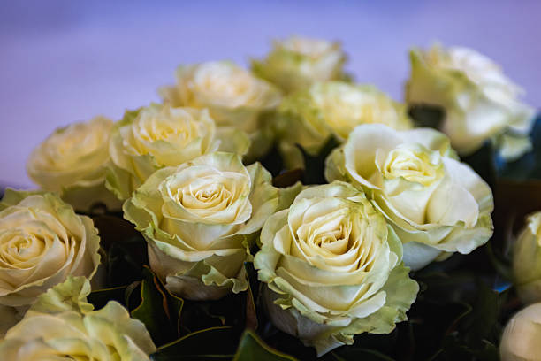 A close~up image of a beautiful bouquet of white roses