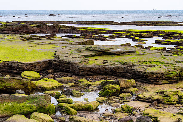 Photograph of the shipwreck of the steam trawler Sheraton on the beach at Hunstanton, Norfolk, England at low tide.
