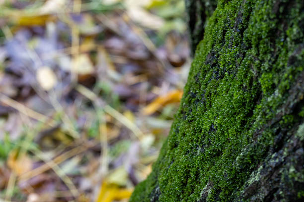 Miniature mossy landscapes (fallen tree trunks covered in moss that look like tiny planets).