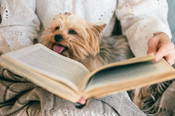 istock Small dog resting on lap while woman reads a book, cozy home reading moment 2257150182