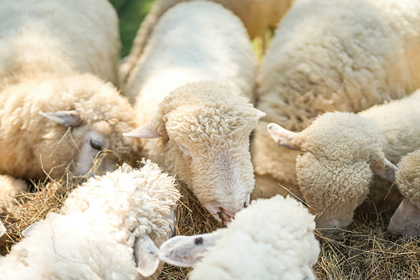 Cute white newborn lamb with floppy ears stands curiously on golden straw bedding in front of stacked hay bales on a traditional Turkish farm. Charming rural livestock portrait.
