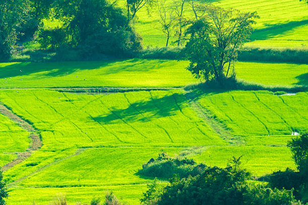 Lush green rice fields and paddy terraces under bright sunlight with trees. High angle view of vibrant agricultural landscape in Southeast Asia. Rural farming scenery with long shadows.