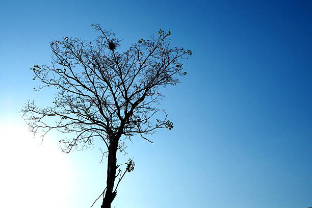 A solitary tree with intricate, leafless branches is silhouetted against a vibrant blue sky, highlighting nature's quiet, minimalist, and serene beauty.