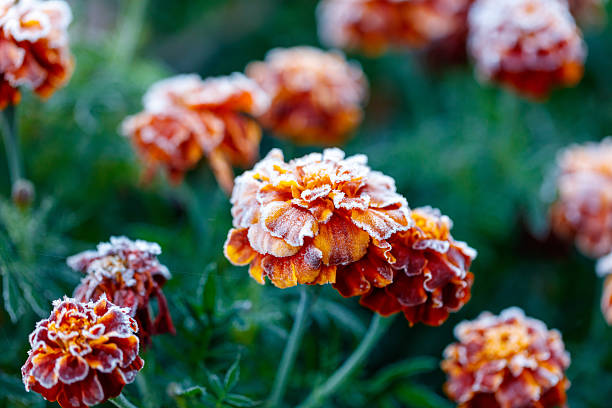 A bunch of orange flowers with frost on them. The flowers are in a field