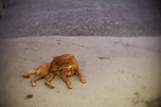 Dog getting out of his beautiful house with heart and paw shaped prints on it during winter evening in the city. Caring for homeless pets concept