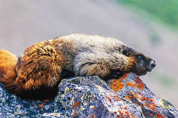 marmot at beautiful blackcomb mountains in Canada