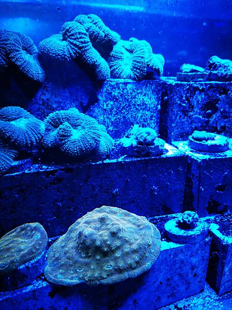 Corals glow under blue lighting on tiered stone structures in aquarium.