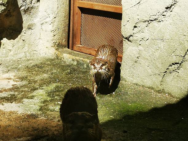 Eurasian otter (Lutra lutra) appears behind a rock in a creek.