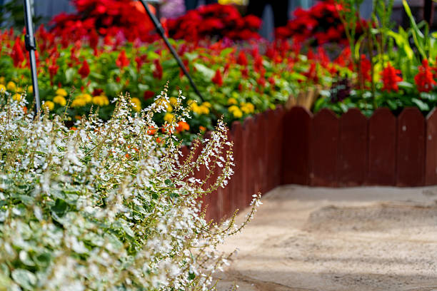 A garden scene with white candle plants (Plectranthus coleoides) in full bloom