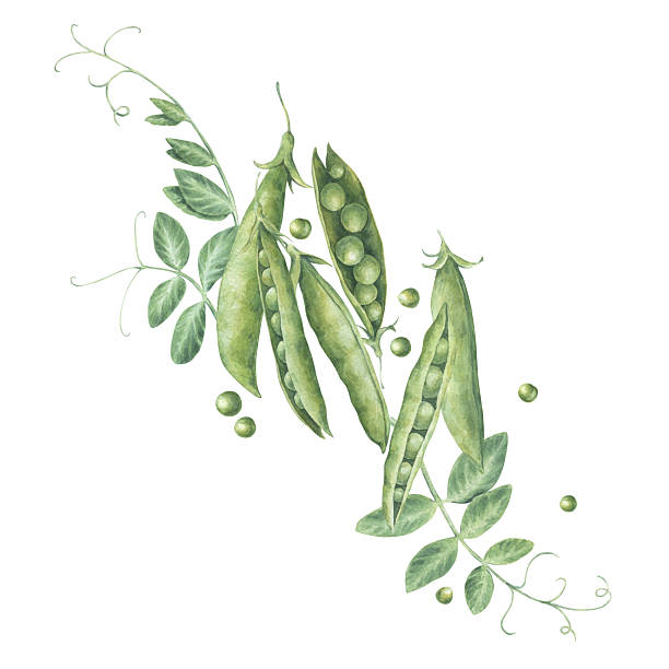 Composition of pods, seeds, leaves and sprouts of green peas. Watercolor illustration hand drawn and isolated on a white background. Perfect for postcards, invitations, polygraph, tableware, textile.