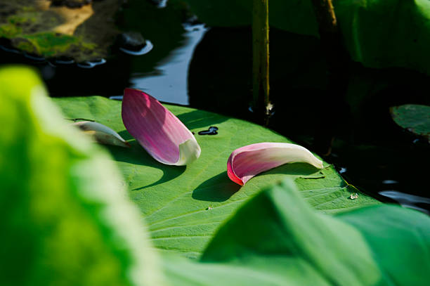 Blooming lotus flowers in the park
