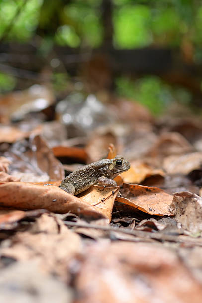 The appearance of a frog on a dry leaf