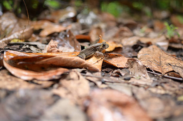 The appearance of a frog on a dry leaf