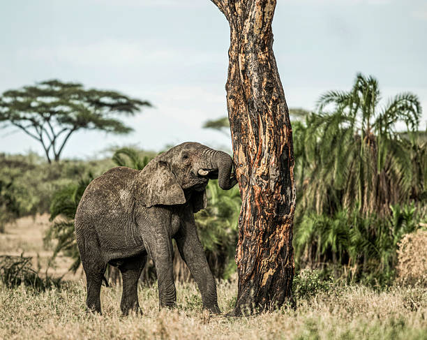 Elephants in Tsavo East and Tsavo West National Park in Kenya