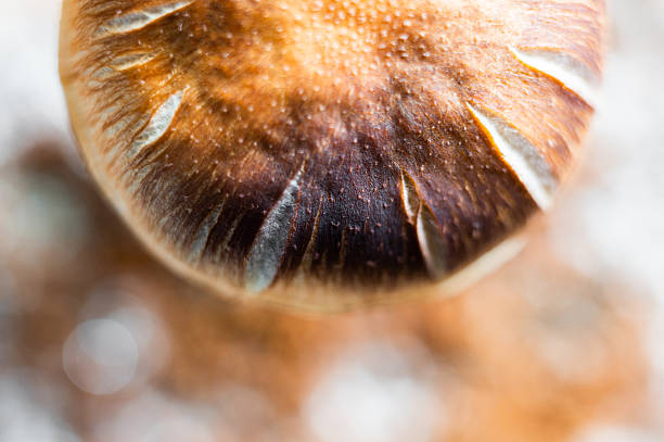 Macro detail of magic mushroom Psilocybe cubensis with visible gills and natural texture.