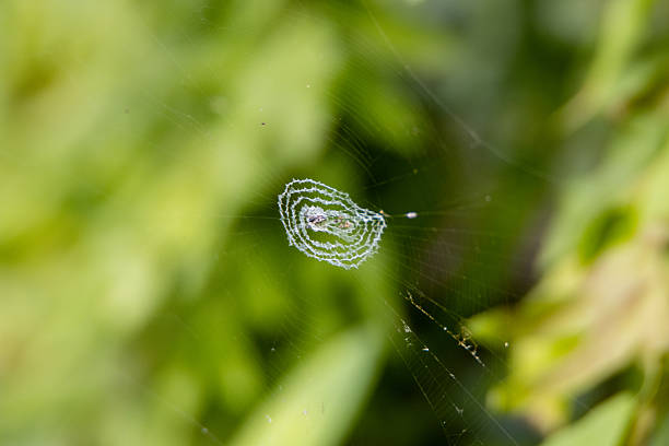 stabilimentum or web decoration silk structure in the web of an orb-web spider in a rice field near Galle, Sri Lanka