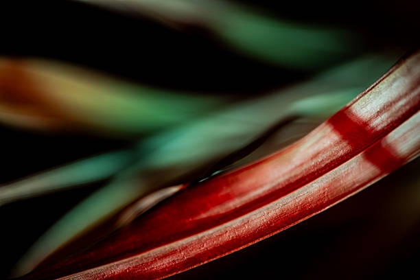 Green and red palm leaves featuring strong shadows and dramatic backlighting. The sharp focus on the leaf edges highlights the organic structure and dual-tone hues of the plant in a dark environment.