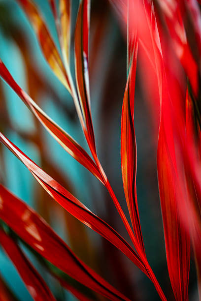 Vibrant red palm leaves and thin stems against a teal blue background. The dramatic backlighting highlights the sharp edges and organic patterns of the tropical foliage in a vertical view.