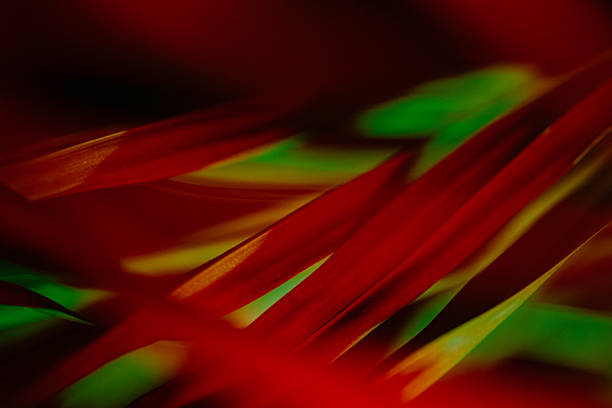 Vibrant red and green palm leaves arranged in a diagonal composition with bright lighting. The high distinction scene highlights the sharp edges and vivid natural hues of the tropical plant life.
