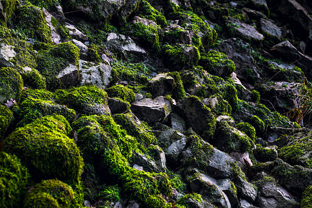 Detailed close-up of a rugged rock wall covered with patches of green moss and lichen. Irregular stone shapes, cracks, and natural color variations create a strong organic texture suitable for backgrounds, geology themes, or abstract natural designs.