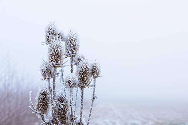 detailed Thistle with frost
