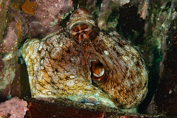 Big Blue Octopus Octopus cyanea occurs in the tropical Indo-Pacific from eastern Africa to the Hawaiian Islands in a depth range from 0 to 150m, max. mantle length 22cm with arms to at least 80 cm. Big Blue Octopuses are found living in muddy, sandy, or rocky bottoms, and in seagrass beds. They create lairs or dens in crevices or coral rubbles within coral reefs. These dens aren't used for long term; on average individuals spend up to 35 days in one den. The Big Blue Octopus is one of the few octopus species that forage for food during the day. Like other octopuses, it feeds primarily on other invertebrates. The average lifespan of Big Blue Octopuses is 12 to 15 months.Nuku Hiva, Marquesas, French Polynesia 8°56'15.57 S 140°5'43.038 W at 13m depth