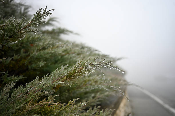 Juniper branches covered in sparkling dew drops during a foggy morning
